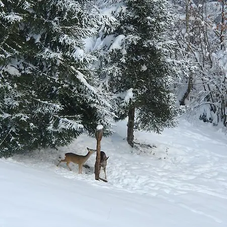 Kod Korita