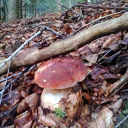 게스트하우스 Kod Korita 크르니 루그