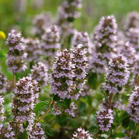 Kod Korita Guest house Crni Lug