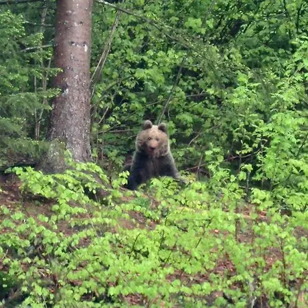 Kod Korita 게스트하우스 3*