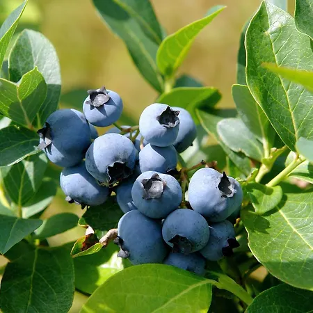 Kod Korita 게스트하우스 3*